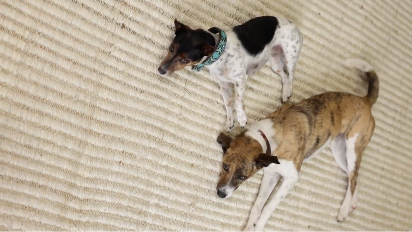 Can Handmade Rugs Be Pet-Friendly Rugs?
